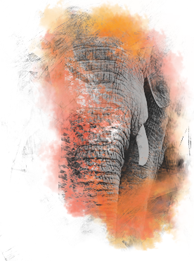 Firefly African Safaris- – Tours FINAL-Elephant